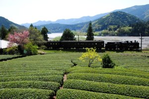 画像1: 川根茶　静岡産　やぶきた種　浅蒸し+深蒸し茶 (1)