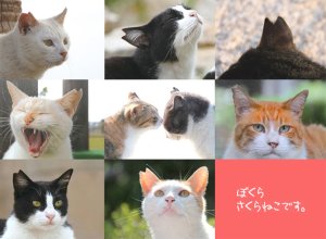 画像1: Love Cats 「さくらねこ」支援　日本茶セット　送料無料 (1)
