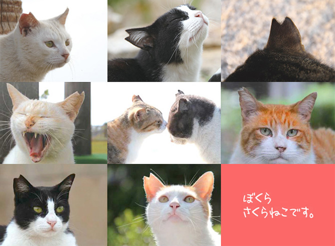 Love Cats 「さくらねこ」 支援 紅茶 セット