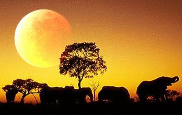 画像1: モカブレンド「アフリカ・ムーン」　 (1)