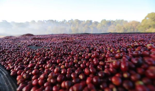 画像7: カップの中の世界旅行「コーヒー定期便」お得にレアもの！ (7)