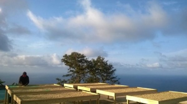 画像4: カップの中の世界旅行「コーヒー定期便」お得にレアもの！ (4)