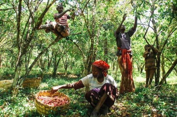 画像18: カップの中の世界旅行「コーヒー定期便」お得にレアもの！ (18)