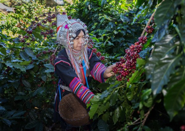 画像16: カップの中の世界旅行「コーヒー定期便」お得にレアもの！ (16)