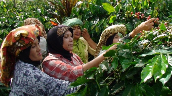 画像15: カップの中の世界旅行「コーヒー定期便」お得にレアもの！ (15)