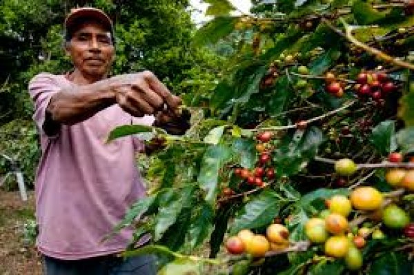 画像12: カップの中の世界旅行「コーヒー定期便」お得にレアもの！ (12)