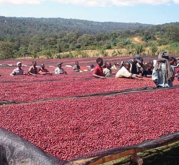 画像3: カップの中の世界旅行「コーヒー定期便」お得にレアもの！ (3)