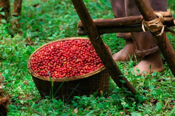 画像1: エチオピア　モカ　イルガチェフェ　チェルベサ　ウォッシュ・ナチュラル (1)