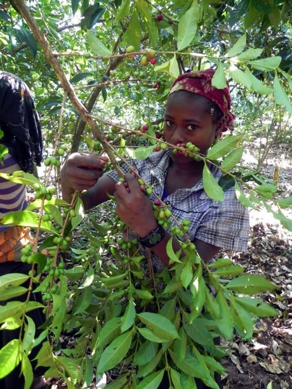 画像2: エチオピア　モカ　イルガチェフェ　チェルベサ　ウォッシュ・ナチュラル (2)