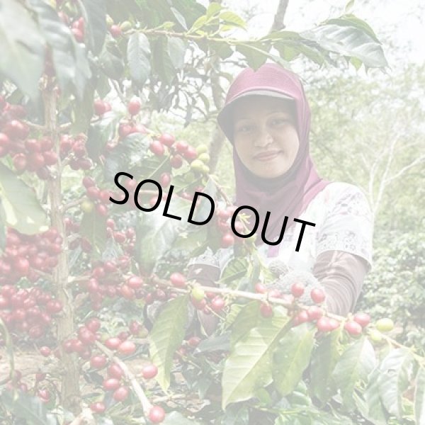 画像4: インドネシア　スマトラ島マンデリン・リントン・スマトラタイガー　深煎(フレンチロースト) (4)