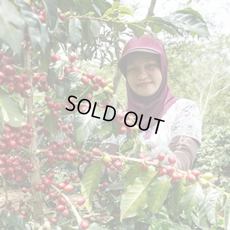 画像4: インドネシア　スマトラ島マンデリン・リントン・スマトラタイガー　深煎(フレンチロースト) (4)