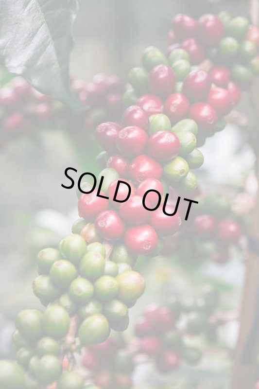 画像3: インドネシア　スマトラ島マンデリン・リントン・スマトラタイガー　深煎(フレンチロースト) (3)