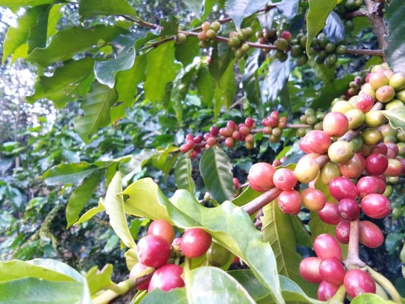 画像6: フェアトレード　ミャンマー　シャン　ミャエニコン村　アナエロビック・ウォッシュド　　中煎(シティーロースト) (6)