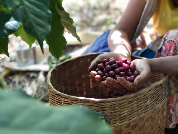 画像1: 送料無料！ SDGs　フェアトレードセット（各２００ｇ）　 (1)