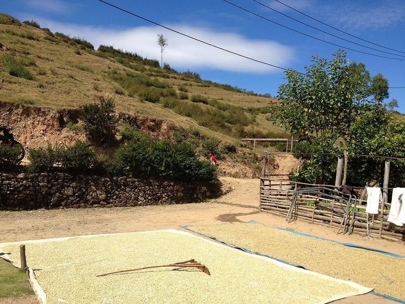 画像7: フェアトレード　東ティモール　レテフォホ　　中煎(シティーロースト) (7)