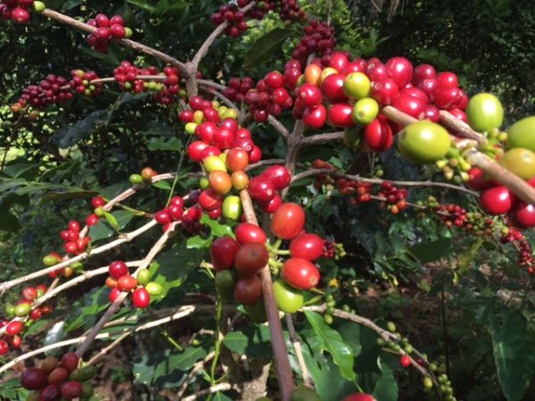 画像2: フェアトレード　東ティモール　レテフォホ　　中煎(シティーロースト) (2)