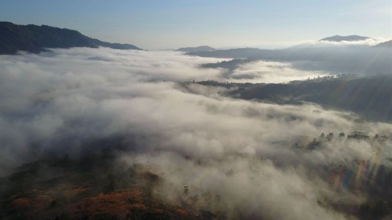 画像4: フェアトレード　東ティモール　レテフォホ　　中煎(シティーロースト) (4)