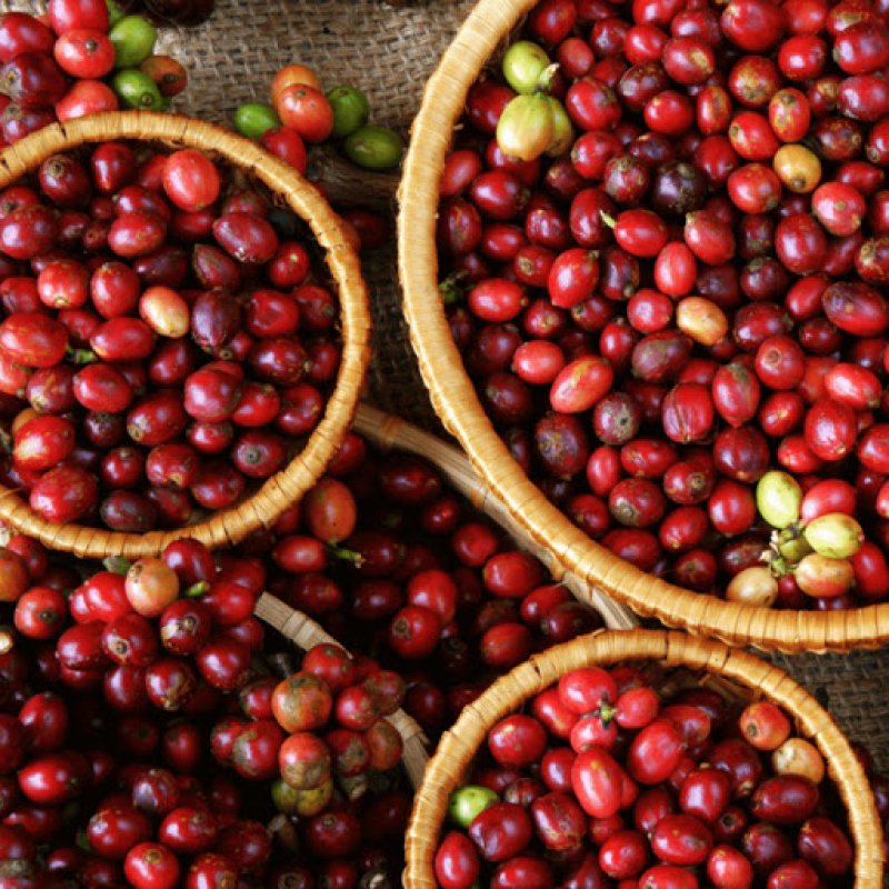 画像5: コスタリカ　SAVE JAGUAR　ブラックハニー　　中深煎(フルシティーロースト) (5)