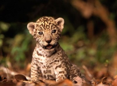 画像2: SDGs 動物保護支援ブレンド