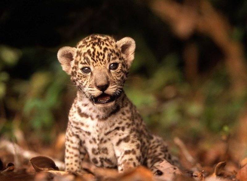 画像2: SDGs 動物保護支援ブレンド 