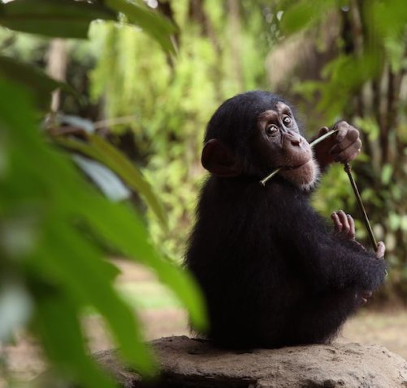 画像1: SDGs 動物保護支援ブレンド 