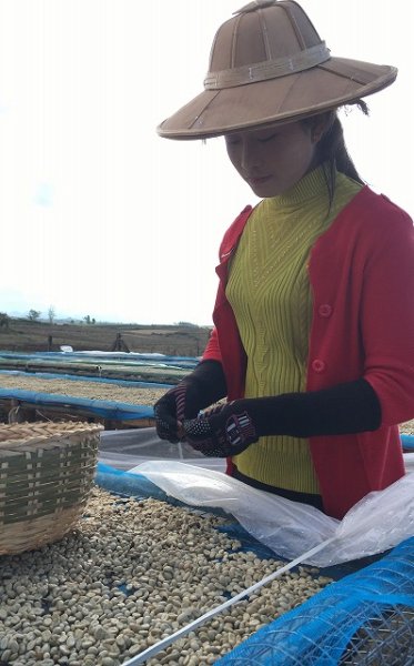 画像1: フェアトレード　ミャンマー　シャン　ミャエニコン村　アナエロビック・ウォッシュド　　中煎(シティーロースト) (1)