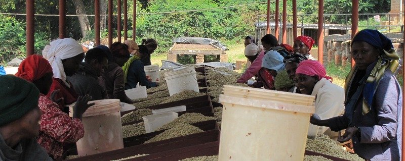 画像1: タンザニア　キリマンジャロ　ンギラ農園　中深煎(フルシティロースト) (1)