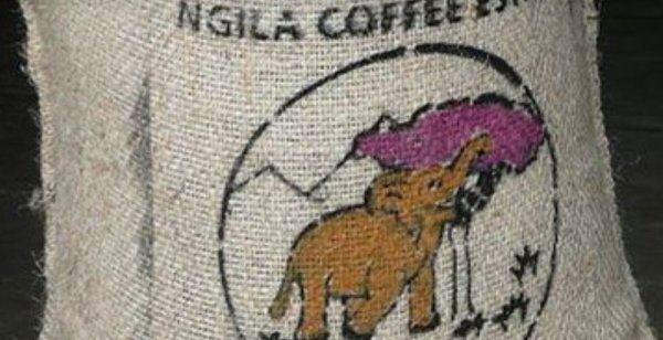 画像4: タンザニア　キリマンジャロ　ンギラ農園　中深煎(フルシティロースト) (4)