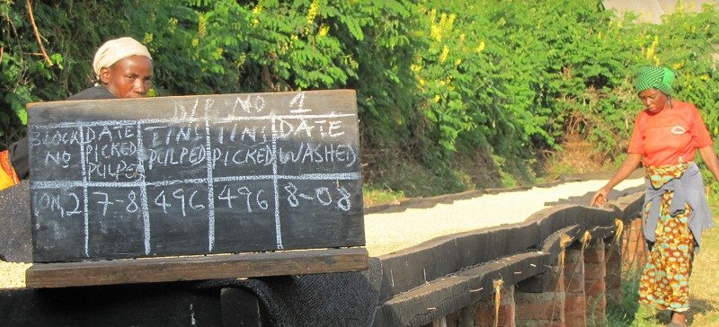 画像3: タンザニア　キリマンジャロ　ンギラ農園　中深煎(フルシティロースト) (3)