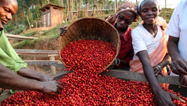 画像4: アウトレット　八百万（やおよろず）ブレンド (4)