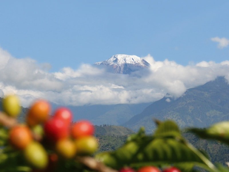 画像1: デカフェ　オーガニック　コロンビア　カフェインレスコーヒー　ウォータープロセス　　中煎(シティーロースト) (1)