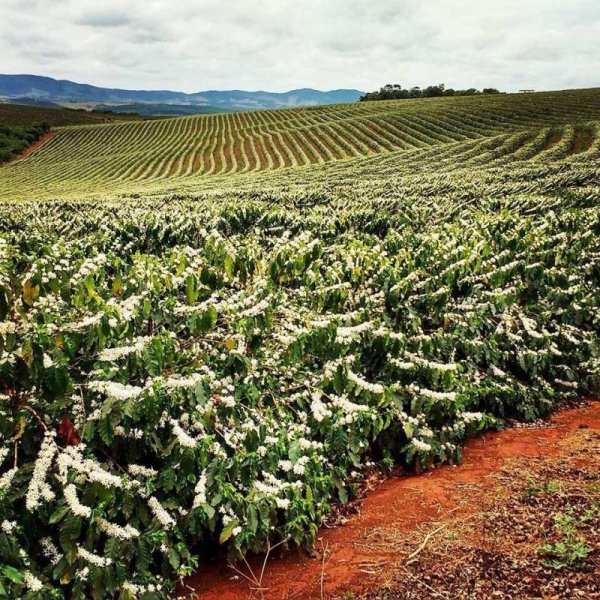 画像2: ブラジル　南ミナス　ベラ・ビスタ農園　中深煎(フルシティーロースト) (2)