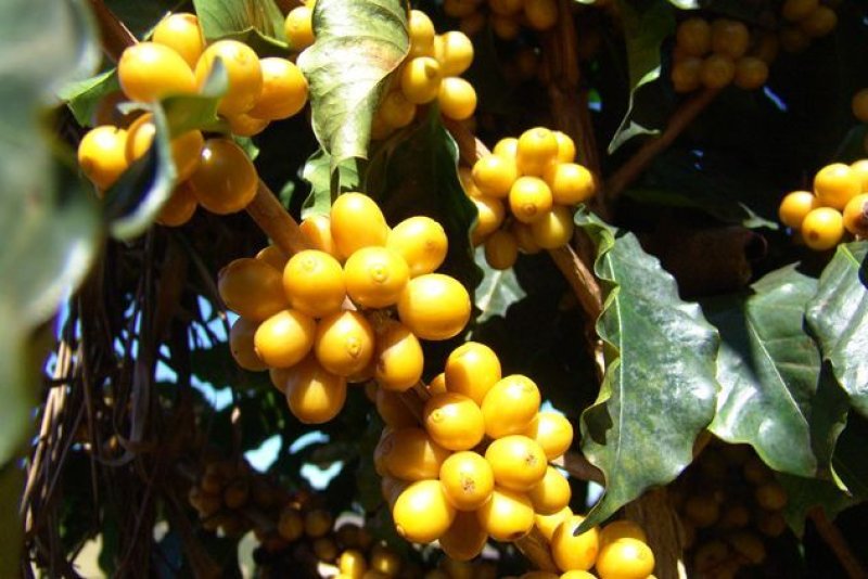 画像1: ブラジル　南ミナス　ベラ・ビスタ農園　中深煎(フルシティーロースト) (1)