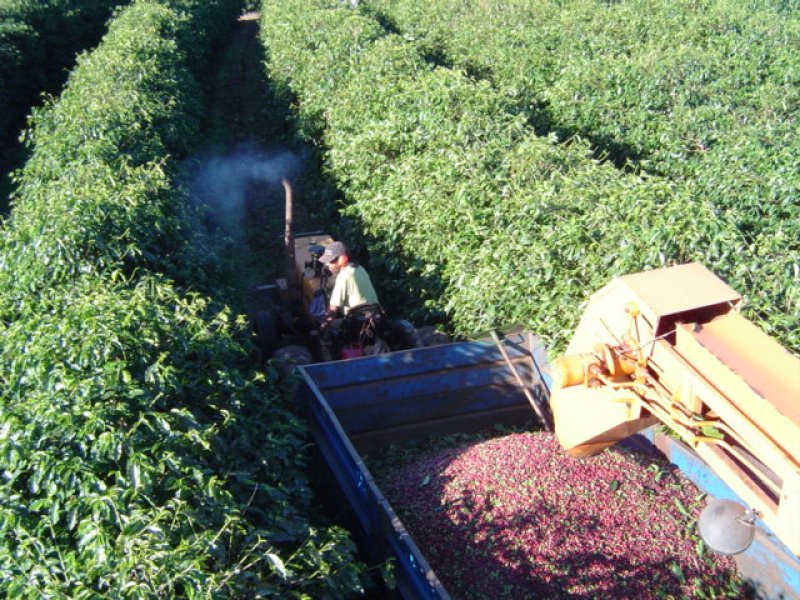 画像4: ブラジル　南ミナス　ベラ・ビスタ農園　中深煎(フルシティーロースト) (4)