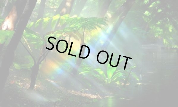 画像1: タンザニア　ゴンベ　JGI　７Levels Roast (1)