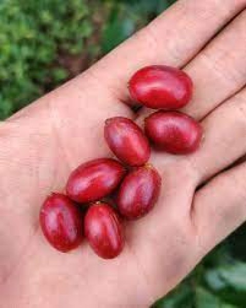 画像3: インドネシア　スマトラ島マンデリン・アチェ・アビシニア・ティムティム　深煎(フレンチロースト) (3)