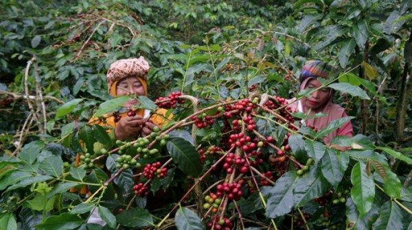 画像1: インドネシア　スマトラ島マンデリン・アチェ・アビシニア・ティムティム　深煎(フレンチロースト) (1)