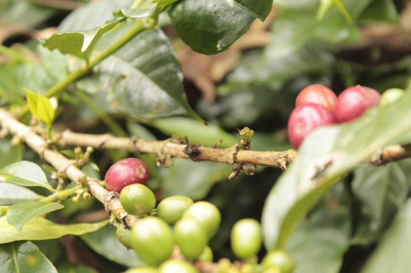 画像2: インドネシア　スマトラ島マンデリン・アチェ・アビシニア・ティムティム　深煎(フレンチロースト) (2)