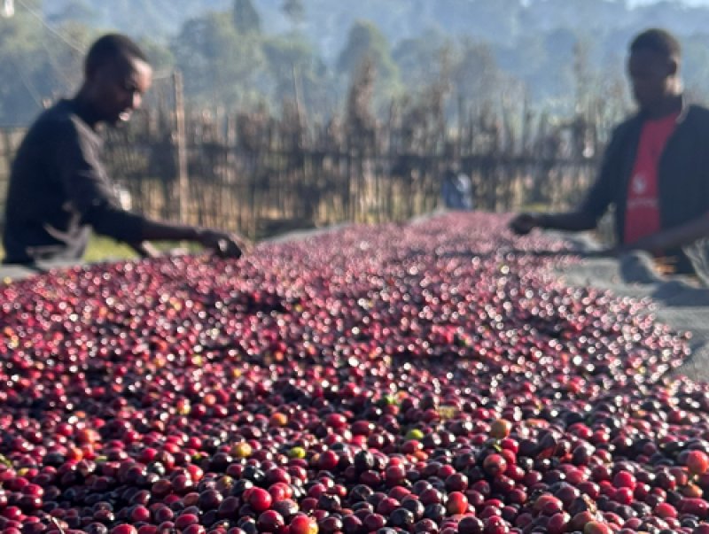 画像2: エチオピア　モカ　グジ　ハンベラ　ナチュラル (2)