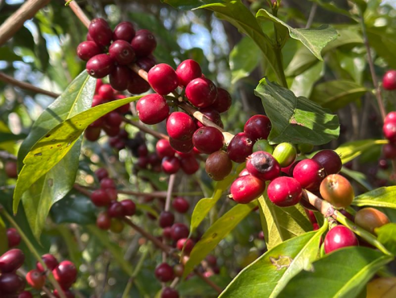 画像3: エチオピア　モカ　グジ　ハンベラ　ナチュラル (3)