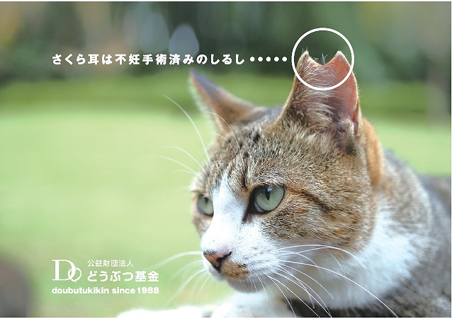 さくらねこ支援