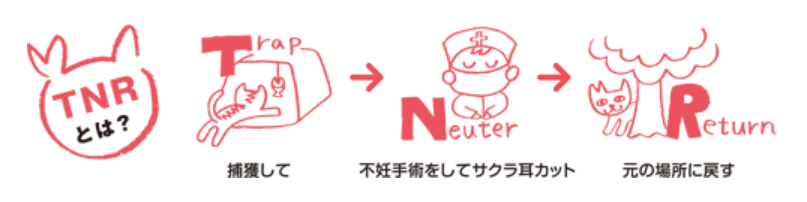 さくらねこTNR